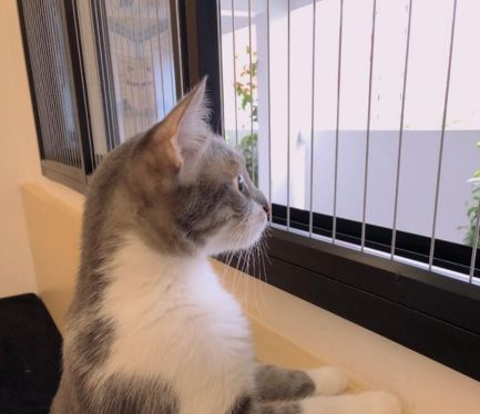 Invisible Grills for Pets Safety